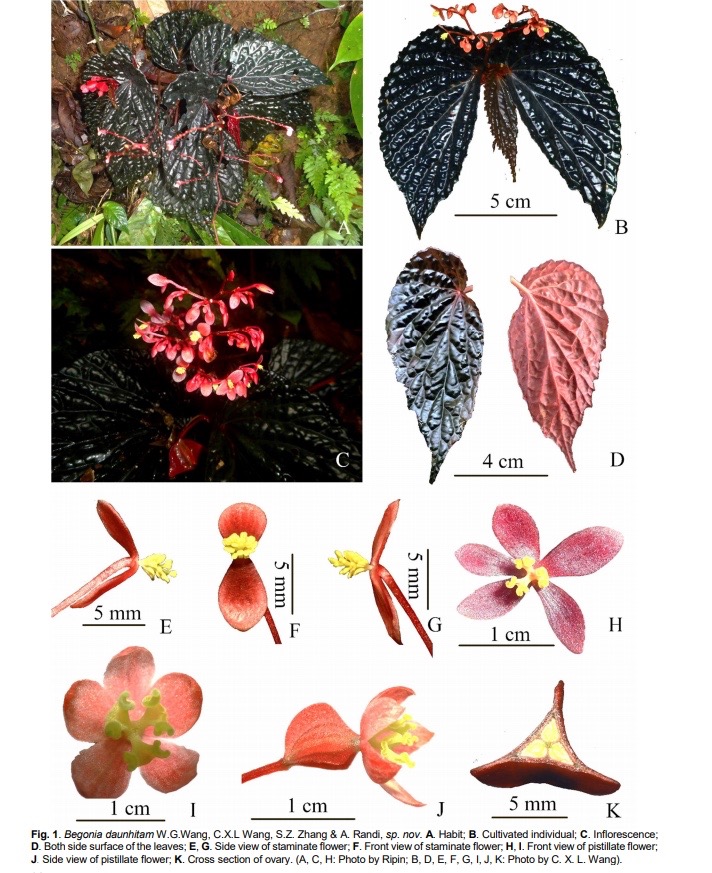 B. daunhitam